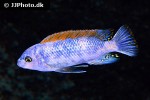labeotropheus trewavasae labeotropheus trewavasae