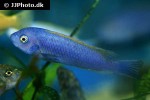labeotropheus trewavasae labeotropheus trewavasae