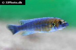 labeotropheus trewavasae labeotropheus trewavasae
