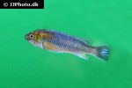 labeotropheus trewavasae labeotropheus trewavasae