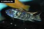 labeotropheus trewavasae labeotropheus trewavasae