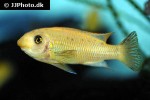 labeotropheus trewavasae labeotropheus trewavasae