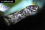 labeotropheus trewavasae labeotropheus trewavasae