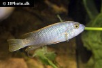 labeotropheus trewavasae labeotropheus trewavasae