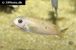 labeotropheus trewavasae labeotropheus trewavasae
