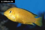 labidochromis caeruleus labidochromis caeruleus