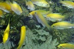 labidochromis caeruleus labidochromis caeruleus