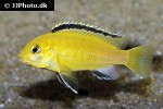 labidochromis caeruleus labidochromis caeruleus