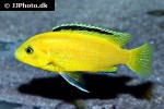 labidochromis caeruleus labidochromis caeruleus