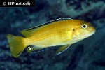 labidochromis caeruleus labidochromis caeruleus