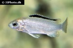 labidochromis caeruleus white pearl labidochromis caeruleus white pearl