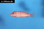 labidochromis flavigulis labidochromis flavigulis