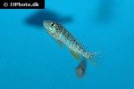 labidochromis flavigulis labidochromis flavigulis