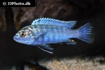 labidochromis flavigulis labidochromis flavigulis