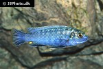 labidochromis flavigulis labidochromis flavigulis
