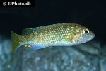 labidochromis flavigulis labidochromis flavigulis