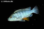 labidochromis freibergi labidochromis freibergi