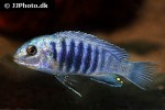 labidochromis freibergi labidochromis freibergi