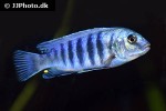 labidochromis freibergi labidochromis freibergi