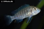 labidochromis freibergi labidochromis freibergi