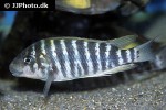 labidochromis species hongi labidochromis species hongi