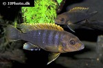 labidochromis species hongi labidochromis species hongi