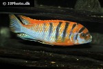 labidochromis species hongi labidochromis species hongi