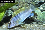 labidochromis species hongi labidochromis species hongi