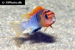 labidochromis species hongi labidochromis species hongi