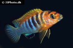labidochromis species hongi labidochromis species hongi