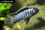 labidochromis species mbamba bay labidochromis species mbamba bay