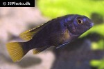 labidochromis species mbamba bay labidochromis species mbamba bay