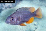 labidochromis species nkali labidochromis species nkali