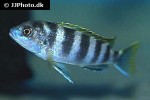 labidochromis species perlmutt labidochromis species perlmutt