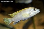 labidochromis species perlmutt labidochromis species perlmutt