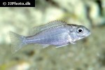 lethrinops albus lethrinops albus
