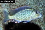lethrinops albus lethrinops albus