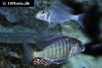 lethrinops albus lethrinops albus