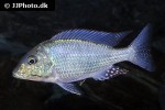 lethrinops albus lethrinops albus