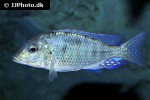 lethrinops altus lethrinops altus