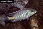 lethrinops altus lethrinops altus