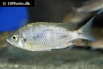 lethrinops micrentodon lethrinops micrentodon
