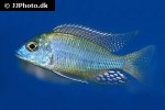 lethrinops species mbasi lethrinops species mbasi