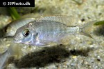 lethrinops species red cap lethrinops species red cap