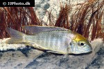 lethrinops species red cap lethrinops species red cap