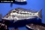 lichnochromis acuticeps lichnochromis acuticeps