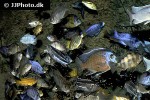 malawi cichlids malawi cichlids