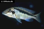maravichromis lateristriga maravichromis lateristriga
