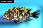 maylandia estherae maylandia estherae