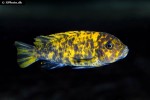 maylandia estherae maylandia estherae